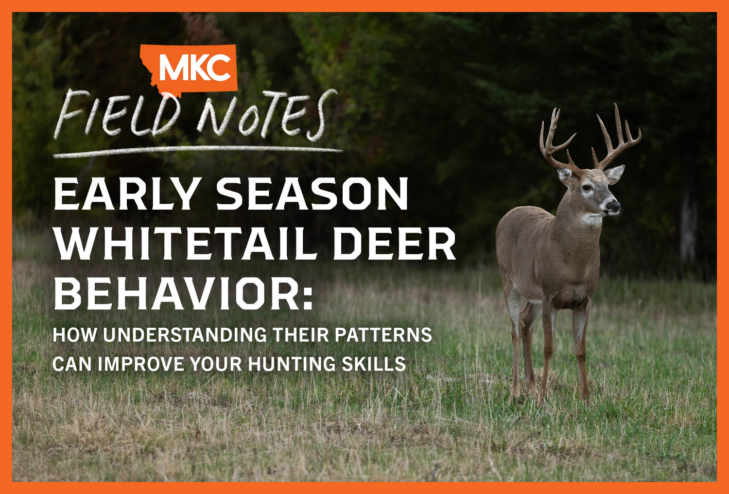 A whitetail deer stands in a field, representing early-season whitetail deer behavior.