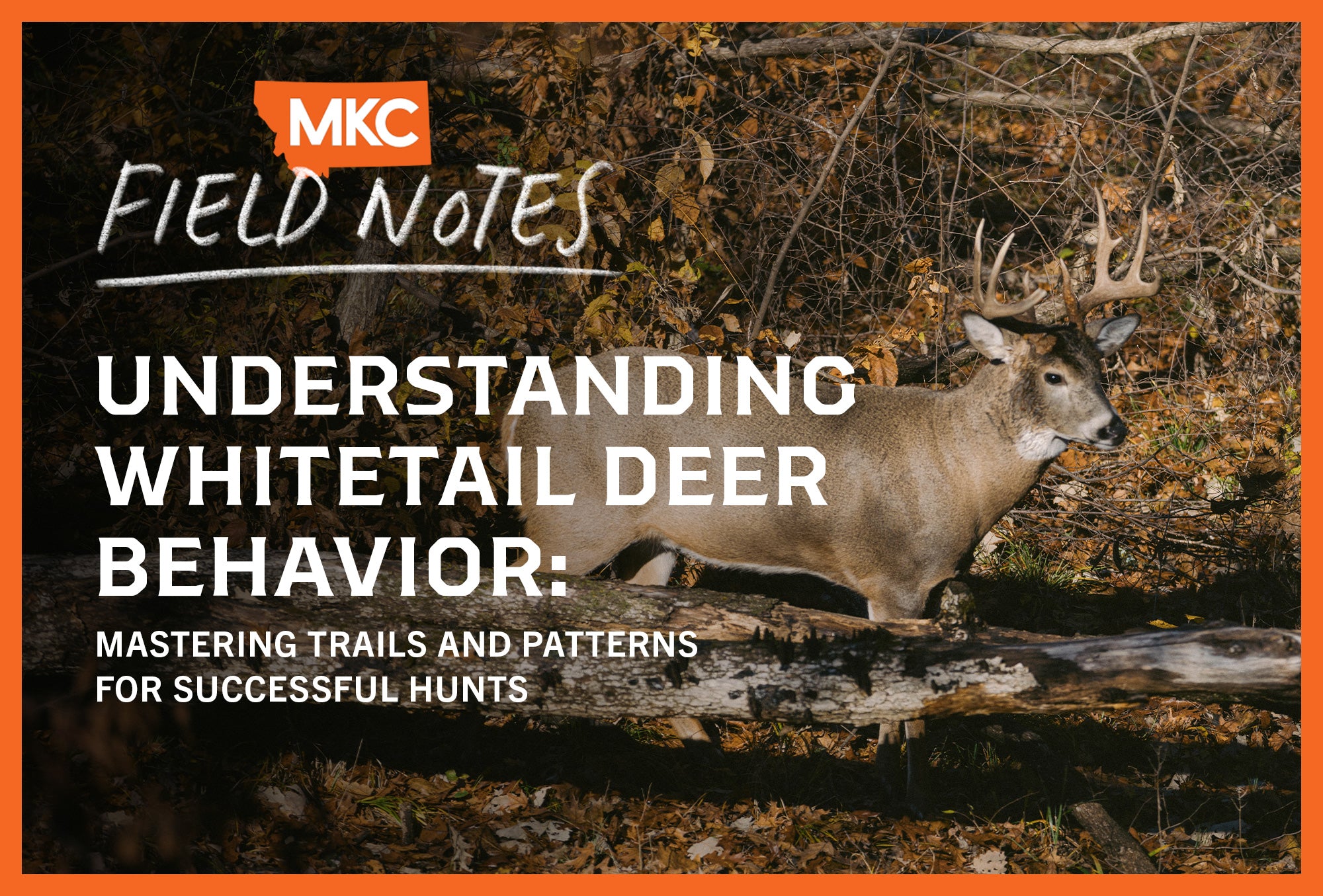 An action shot of a large whitetail deer walking through grass and brush, which is typical whitetail deer behavior.